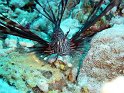 030508_Abu Kefan - Pterosis - Dsc02258~